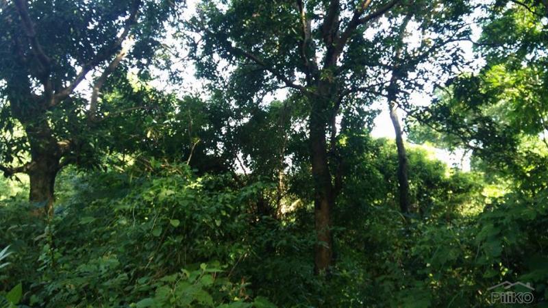 Land and Farm for sale in Botolan - image 12