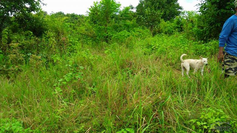 Land and Farm for sale in Cabangan - image 13