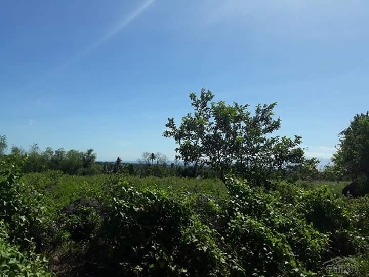 Picture of Agricultural Lot for sale in Dauin