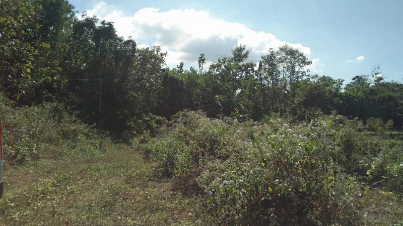 Pictures of Land and Farm for sale in Botolan