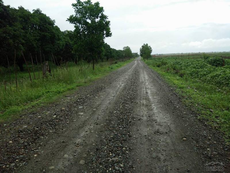 Pictures of Land and Farm for sale in Iba