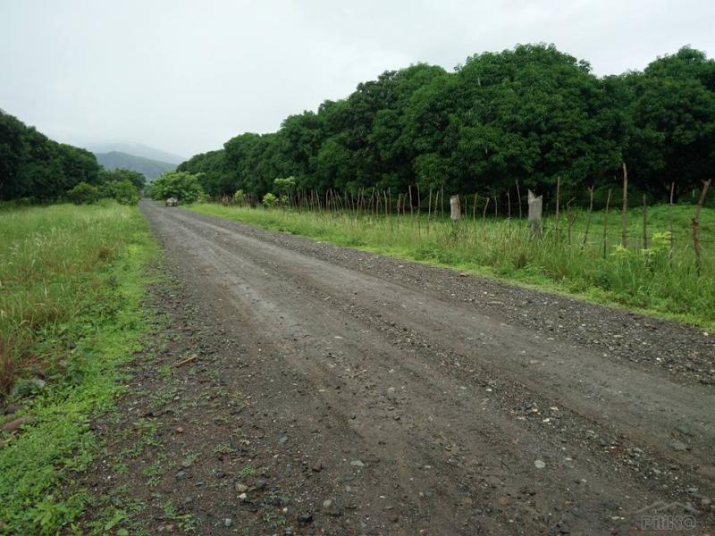 Picture of Land and Farm for sale in Iba