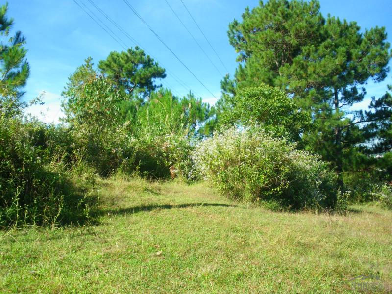 Picture of Land and Farm for sale in Cabangan