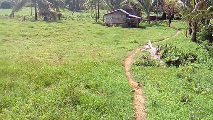 Picture of Land and Farm for sale in Balete