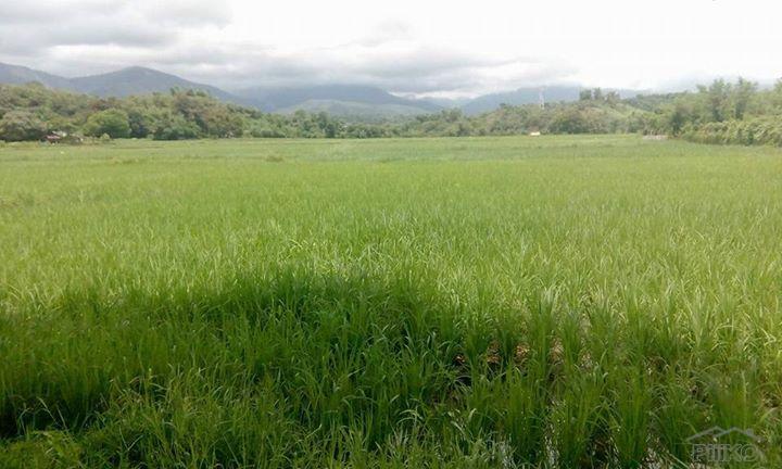 Pictures of Land and Farm for sale in Masinloc