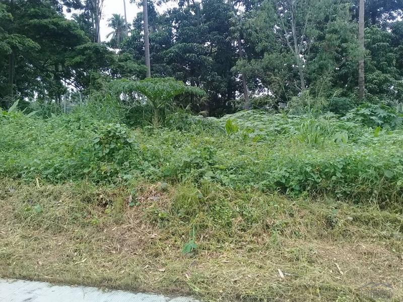 Land and Farm for sale in San Pablo - image 23