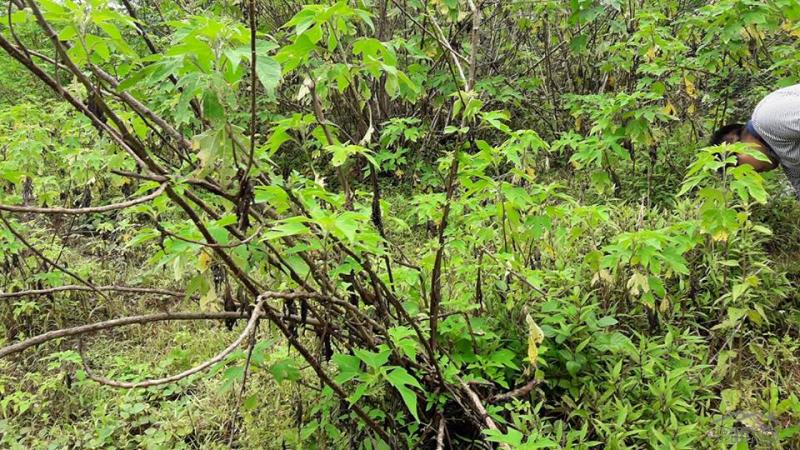 Residential Lot for sale in Baguio - image 2