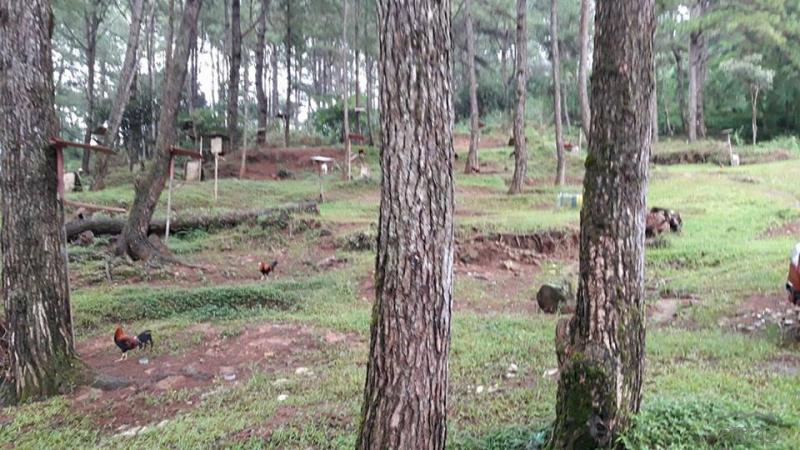 Residential Lot for sale in Baguio - image 2