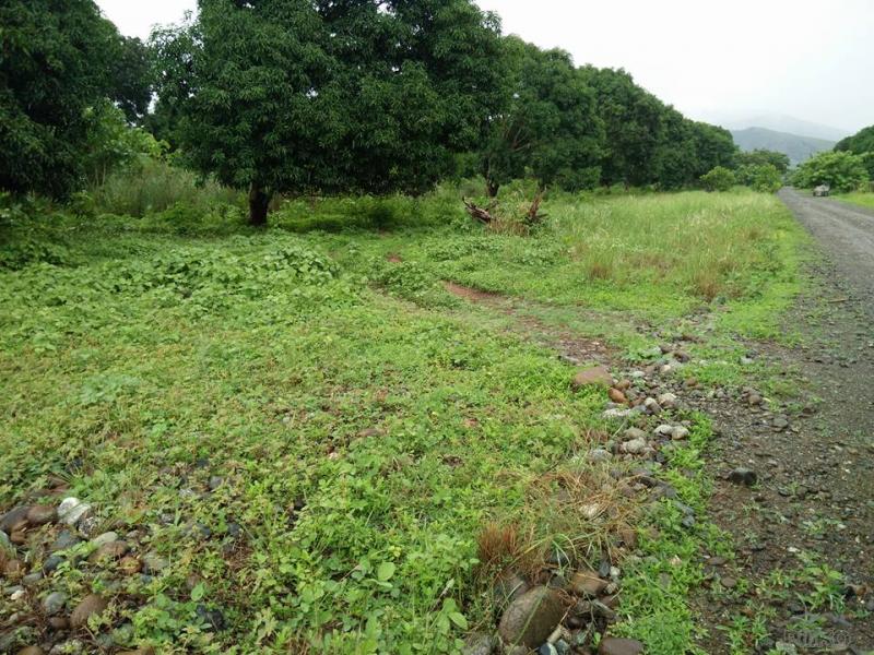 Land and Farm for sale in Iba