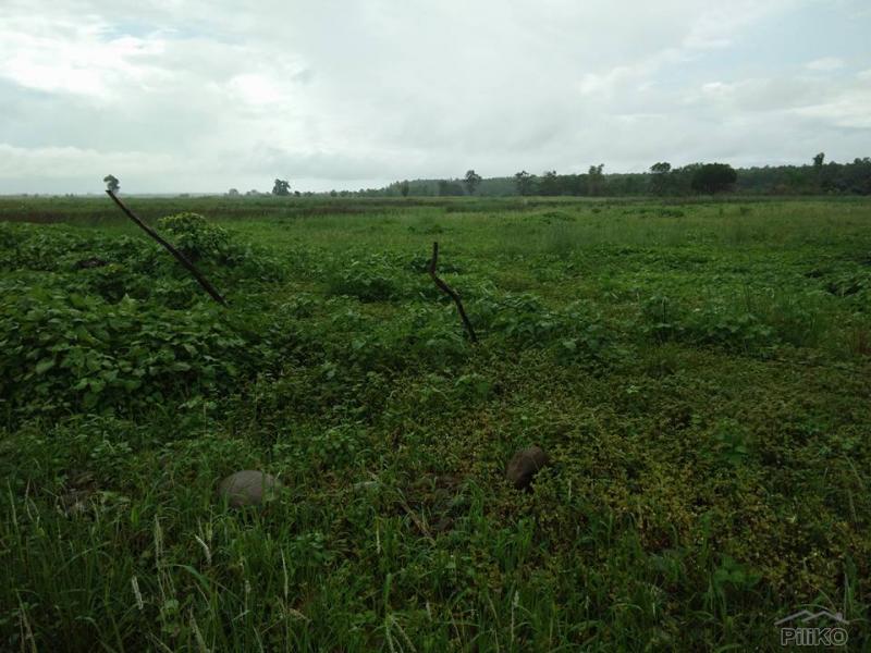 Land and Farm for sale in Iba