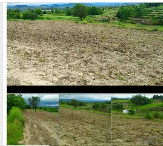Land and Farm for sale in San Jose in Tarlac