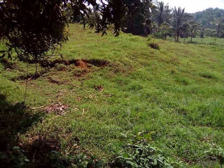 Land and Farm for sale in Balete - image 3
