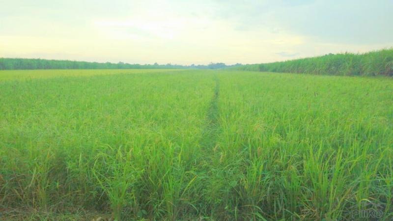 Land and Farm for sale in Victoria in Tarlac