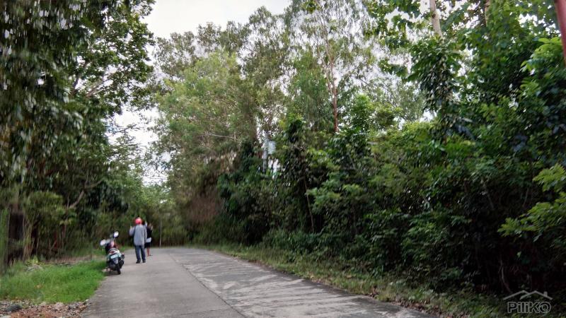 Land and Farm for sale in San Jose in Tarlac
