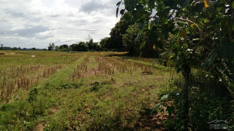 Land and Farm for sale in San Jose in Tarlac