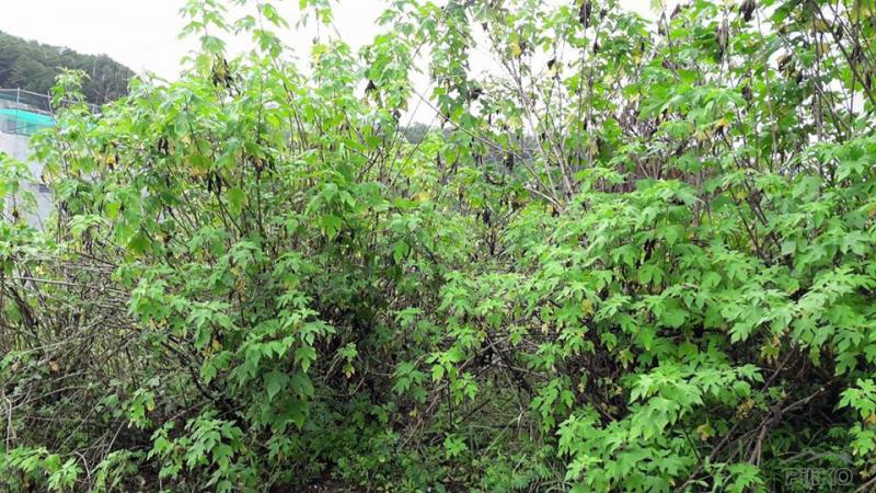 Residential Lot for sale in Baguio - image 4