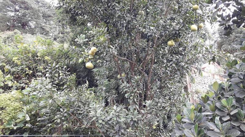 Residential Lot for sale in Baguio - image 4
