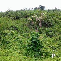 Residential Lot for sale in Cebu City - image 4