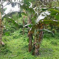 Residential Lot for sale in Cebu City - image 4