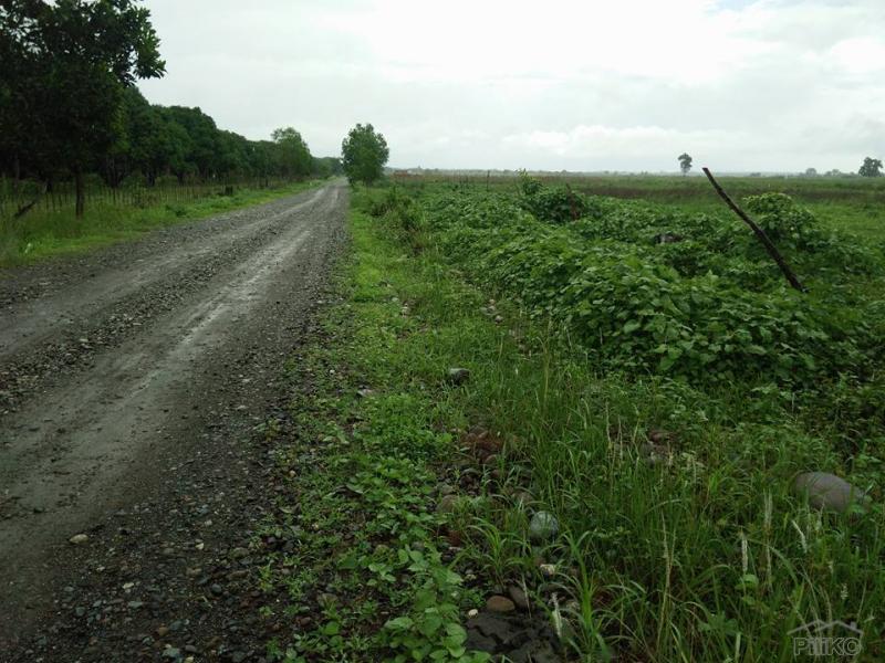 Land and Farm for sale in Iba in Philippines