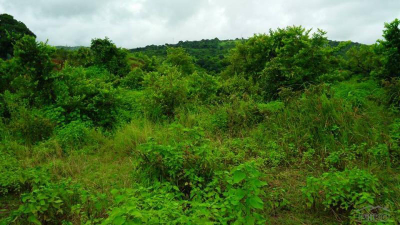 Land and Farm for sale in Cabangan in Philippines