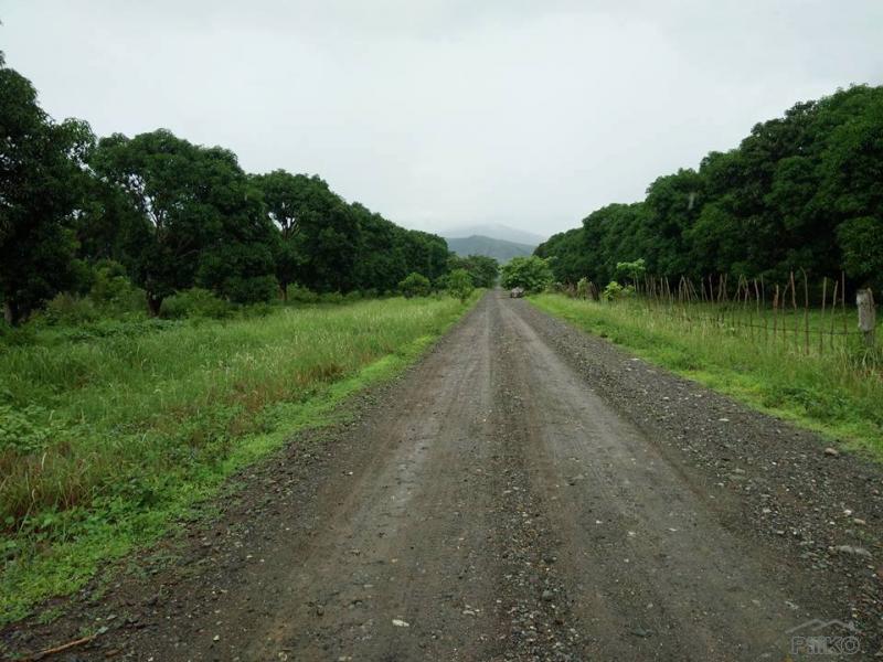Land and Farm for sale in Iba in Philippines