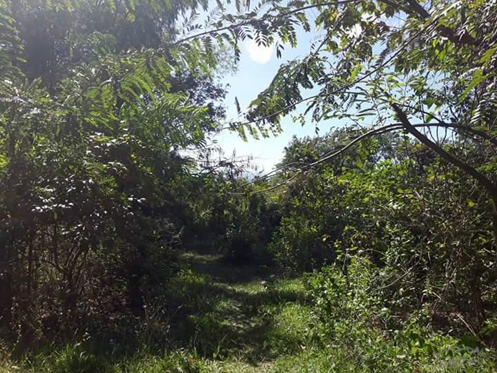 Picture of Agricultural Lot for sale in Dauin in Negros Oriental