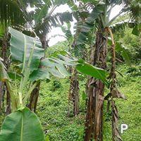 Residential Lot for sale in Cebu City - image 5
