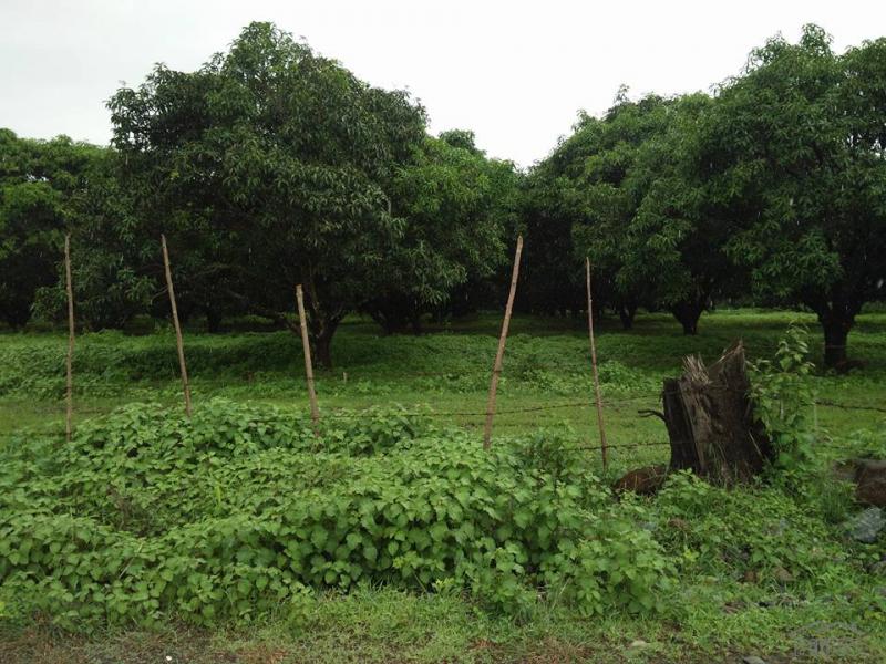 Picture of Land and Farm for sale in Iba in Zambales