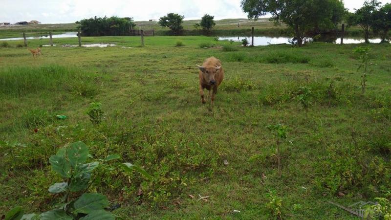 Other property for sale in Cabangan - image 5