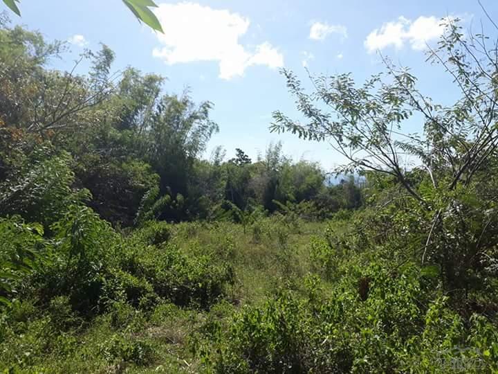 Picture of Agricultural Lot for sale in Dauin in Philippines