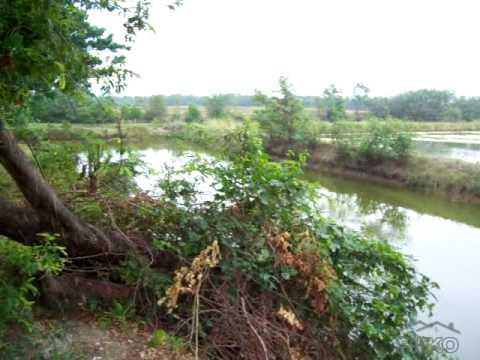 Picture of Land and Farm for sale in Loay in Philippines