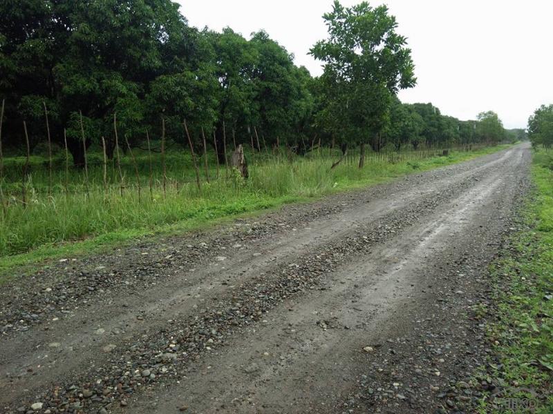 Picture of Land and Farm for sale in Iba in Philippines