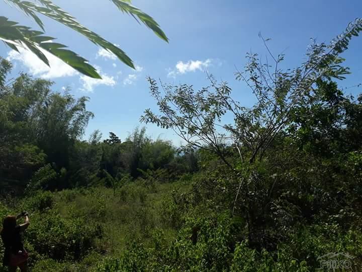 Agricultural Lot for sale in Dauin in Negros Oriental - image