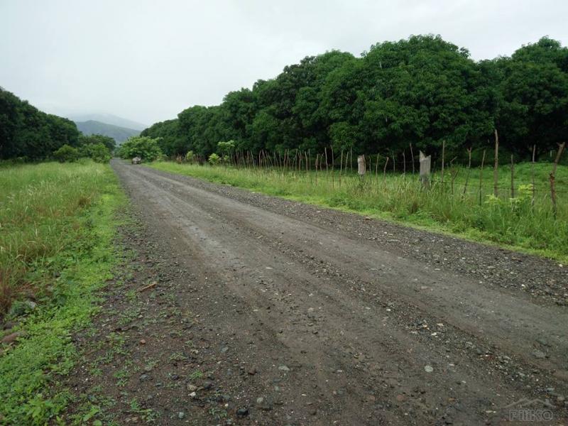 Land and Farm for sale in Iba in Zambales - image