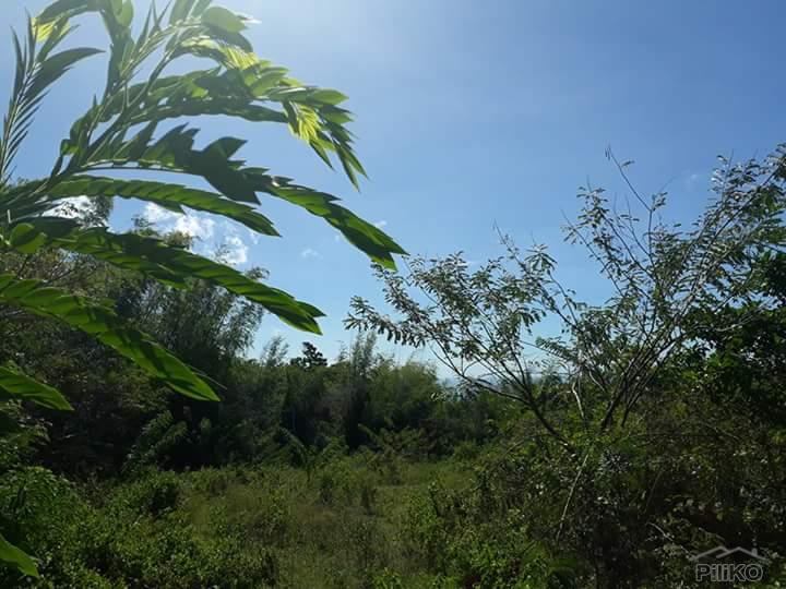 Agricultural Lot for sale in Dauin in Philippines - image