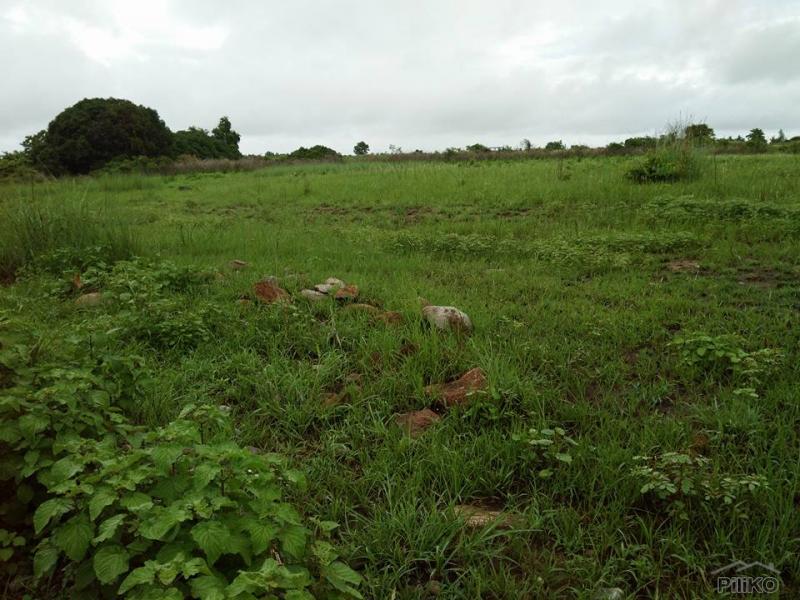 Land and Farm for sale in Iba in Philippines - image