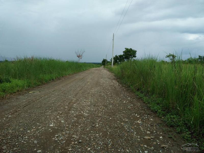 Land and Farm for sale in Iba in Philippines - image