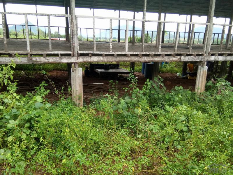 Land and Farm for sale in San Jose - image 9