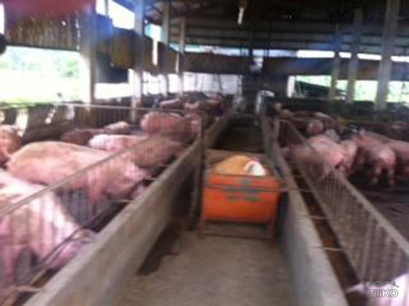 Pictures of 2 bedroom Land and Farm for sale in Pandi