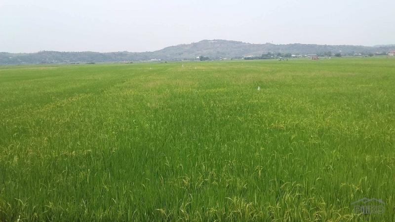 Agricultural Lot for sale in Morong