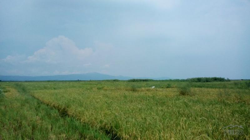 Agricultural Lot for sale in Morong in Rizal