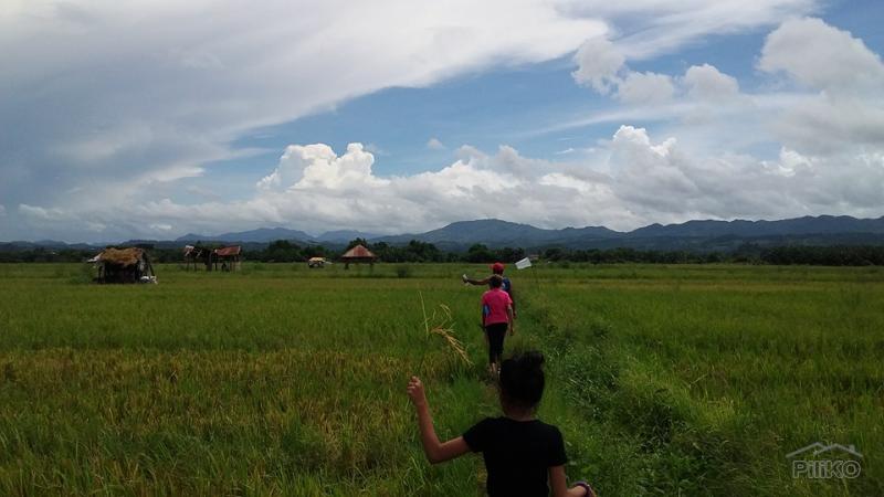 Agricultural Lot for sale in Morong - image 4