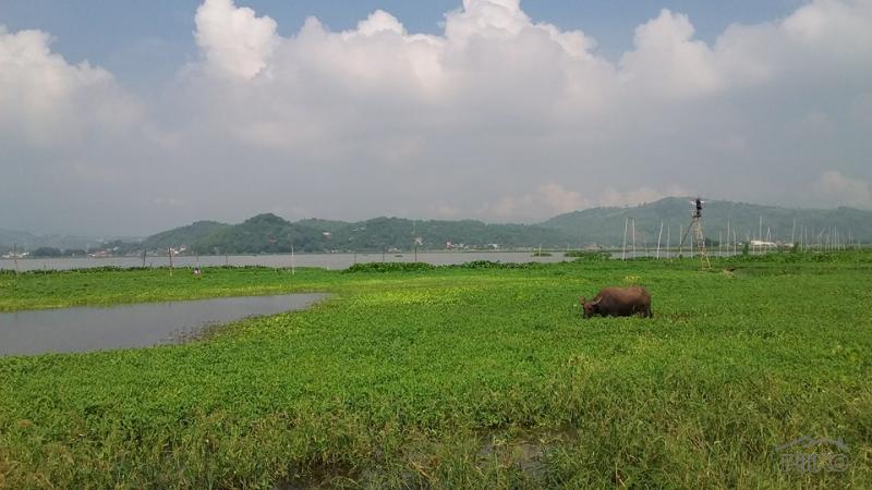 Agricultural Lot for sale in Morong - image 6