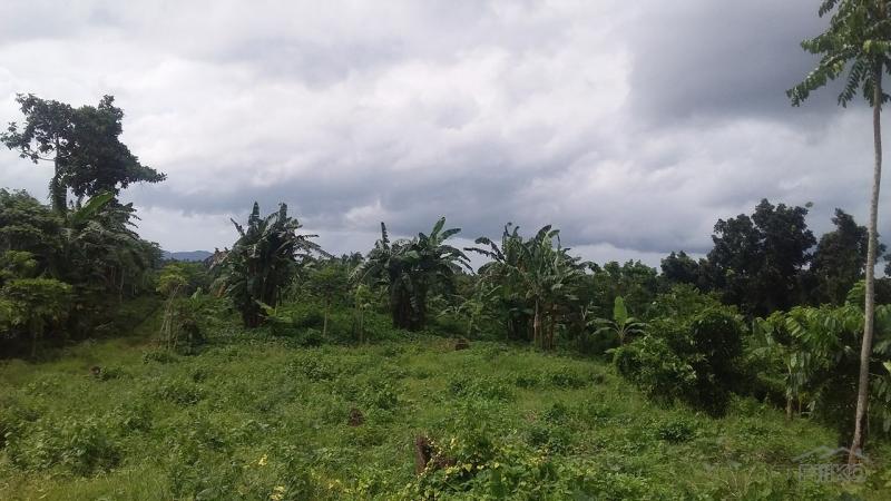 Picture of Land and Farm for sale in Tanauan