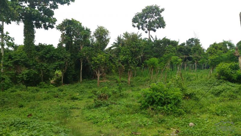 Land and Farm for sale in Tanauan - image 2