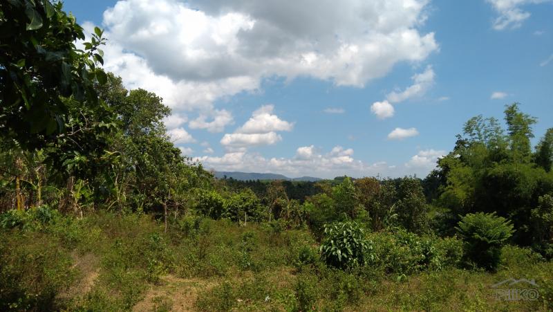 Land and Farm for sale in Tanauan - image 3
