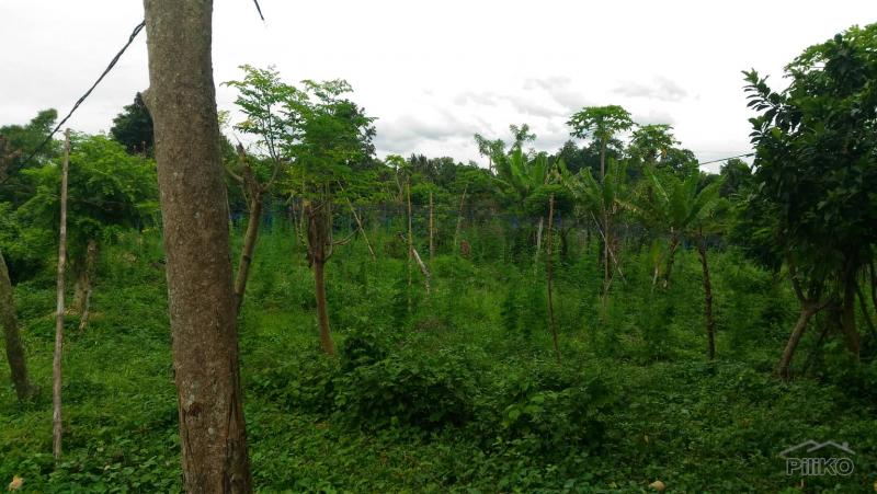 Picture of Land and Farm for sale in Tanauan in Batangas