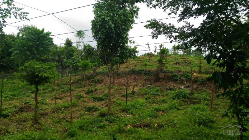 Picture of Land and Farm for sale in Tanauan in Philippines