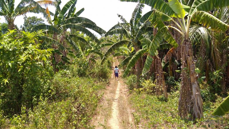 Land and Farm for sale in Tanauan in Batangas - image